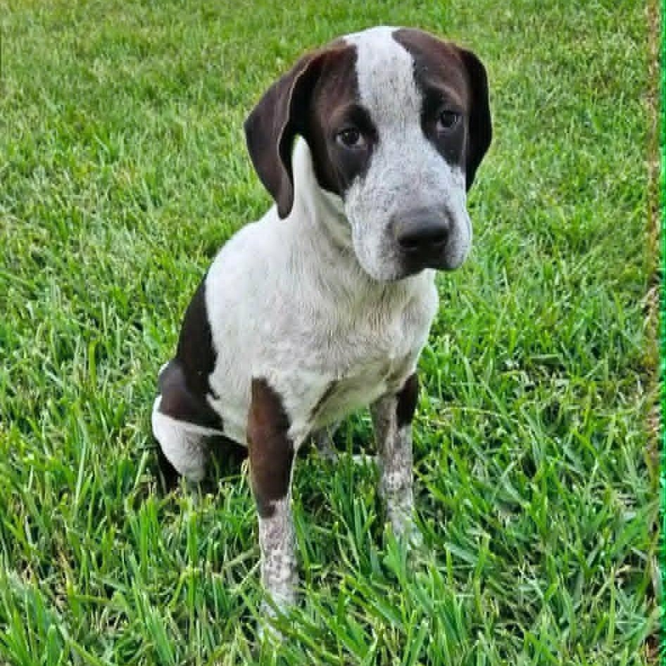 Astro, a Adoptable German Shorthaired Pointer in Stanfordville, NY image 2/6
