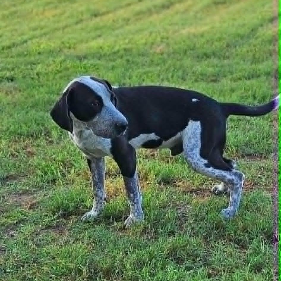 Astro, a Adoptable German Shorthaired Pointer in Stanfordville, NY image 4/6
