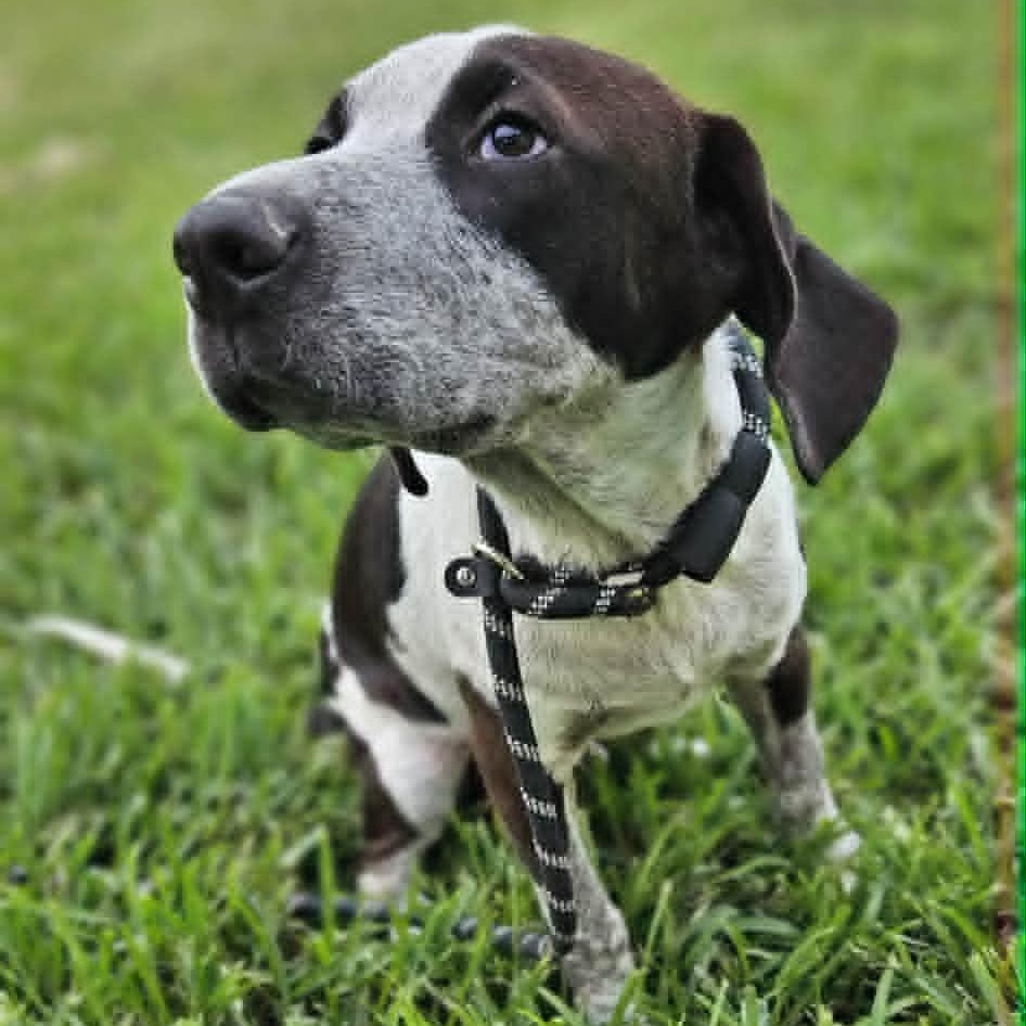 Astro, a Adoptable German Shorthaired Pointer in Stanfordville, NY image 5/6