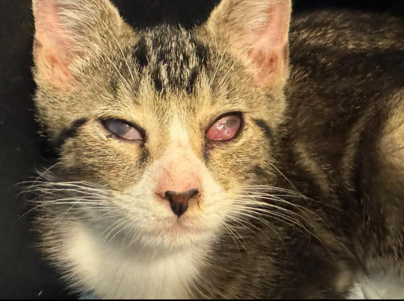 Enlarge Levi, a Adopted Tabby in Alexandria, VA image 2/2