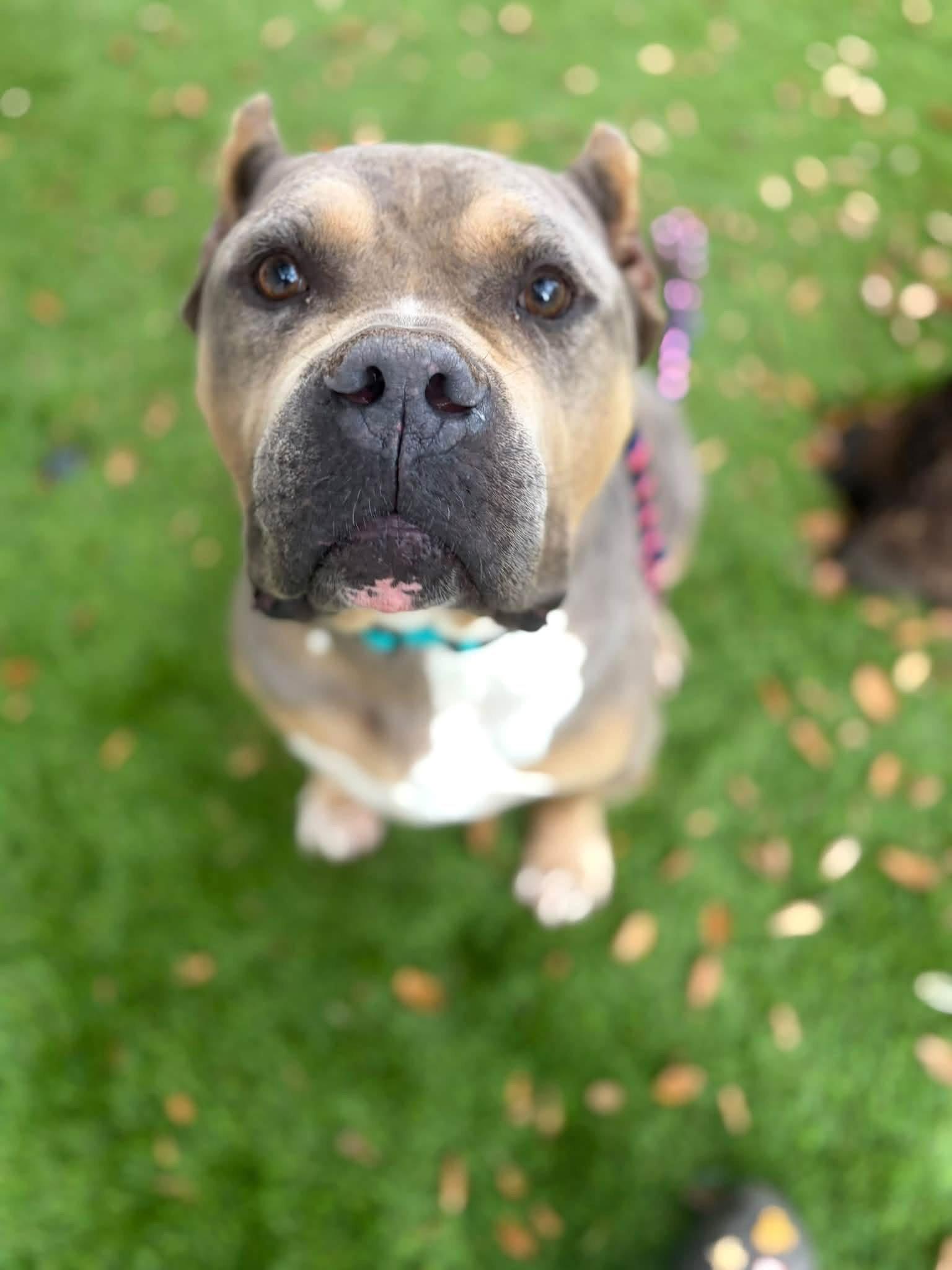 Mufasa, Adoptable, Adult Male American Staffordshire Terrier & Mastiff.