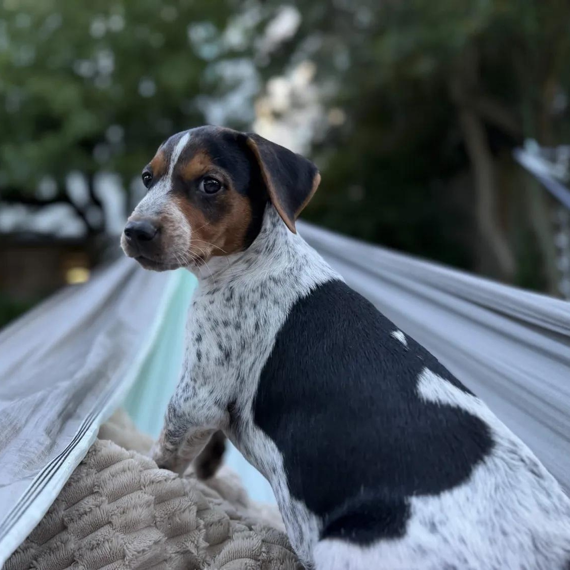 Thelma (Portland, OR), adopted, Puppy Female Australian Cattle Dog / Blue Heeler & Cattle Dog.