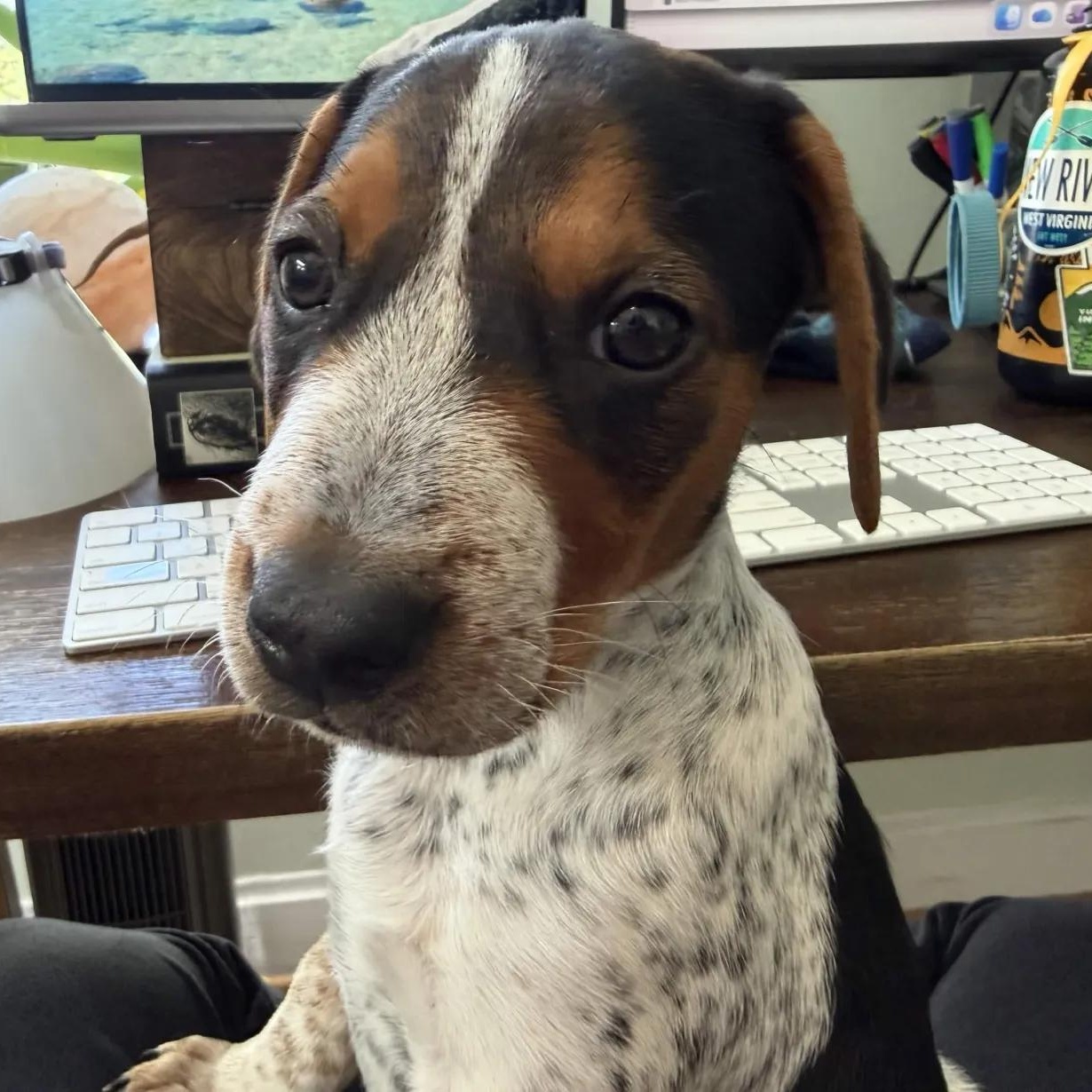 Thelma (Portland, OR), an adopted mixed breed in Portland, OR image 2/6
