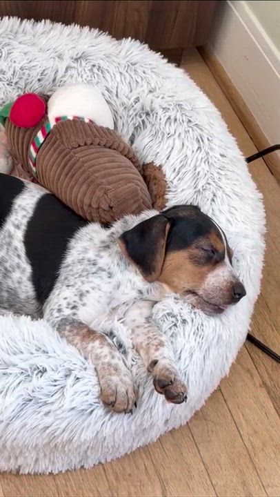 Enlarge Thelma (Portland, OR), an adopted mixed breed in Portland, OR video 3/6