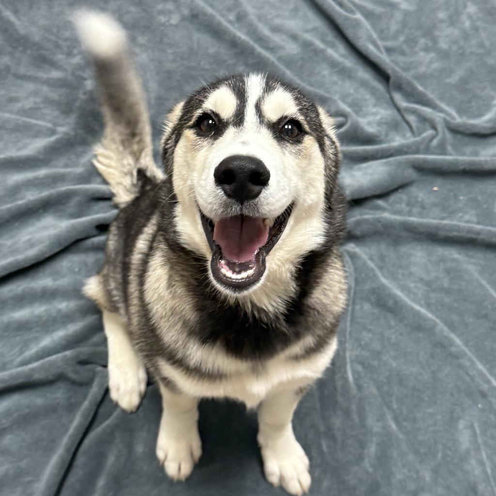Enlarge Toad, a Adoptable Husky in Brenham, TX image 2/6
