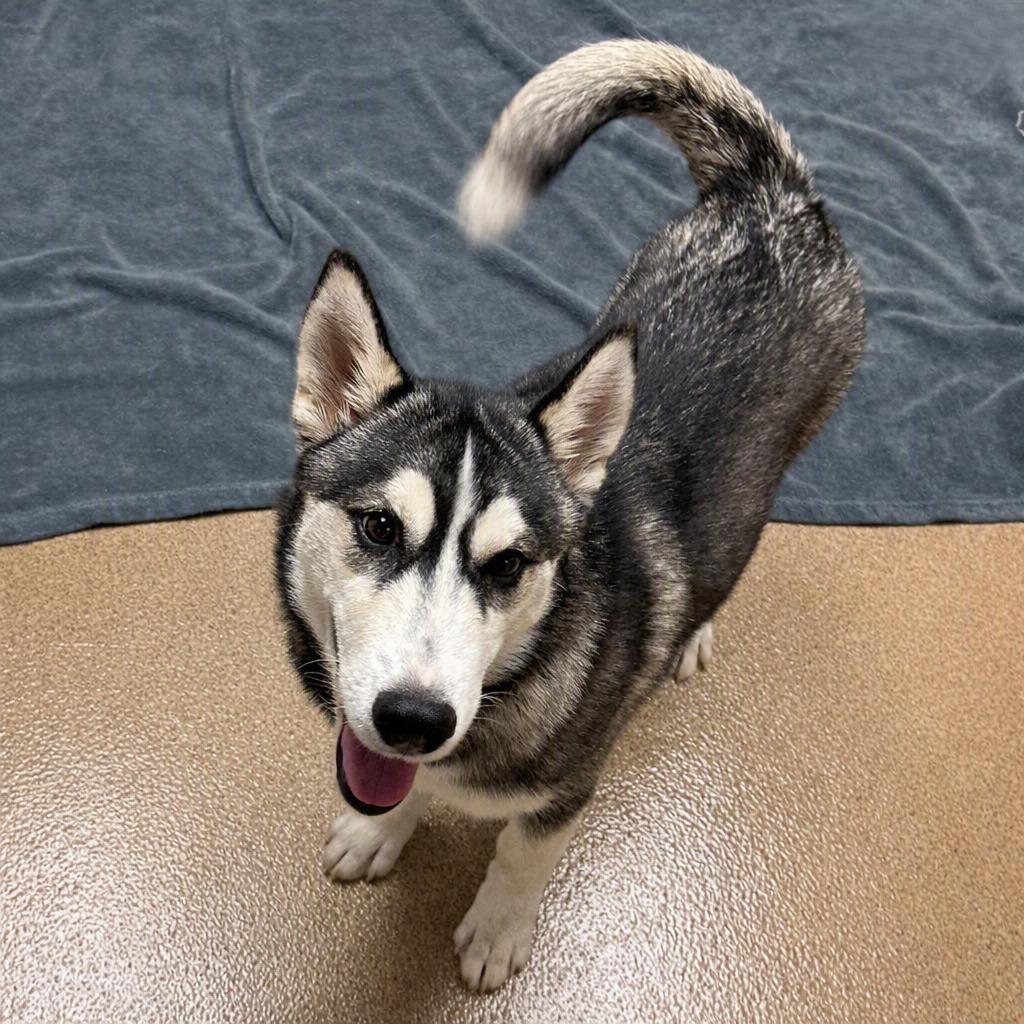 Enlarge Toad, a Adoptable Husky in Brenham, TX image 3/6