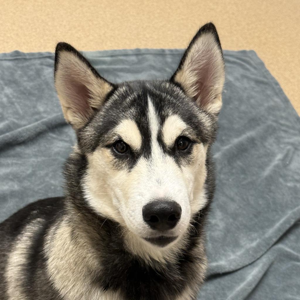 Enlarge Toad, a Adoptable Husky in Brenham, TX image 4/6