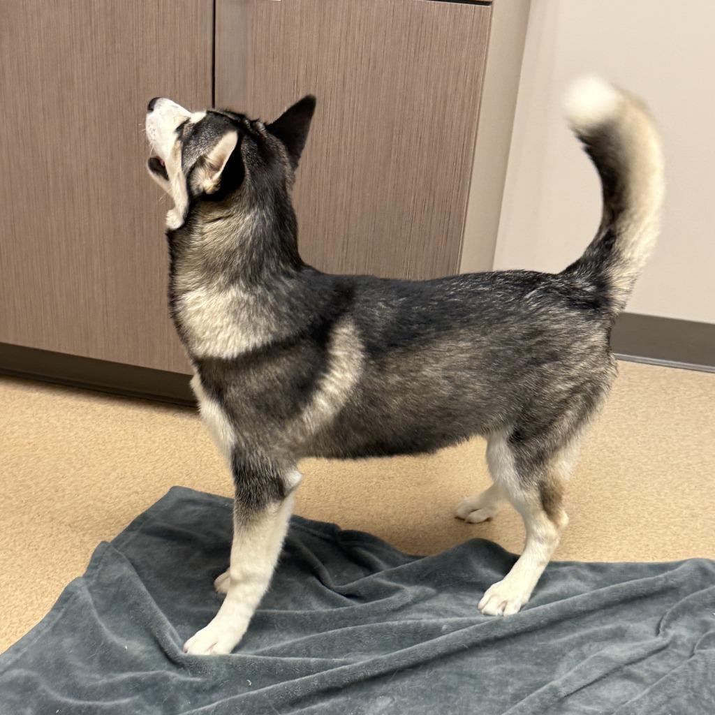 Enlarge Toad, a Adoptable Husky in Brenham, TX image 5/6