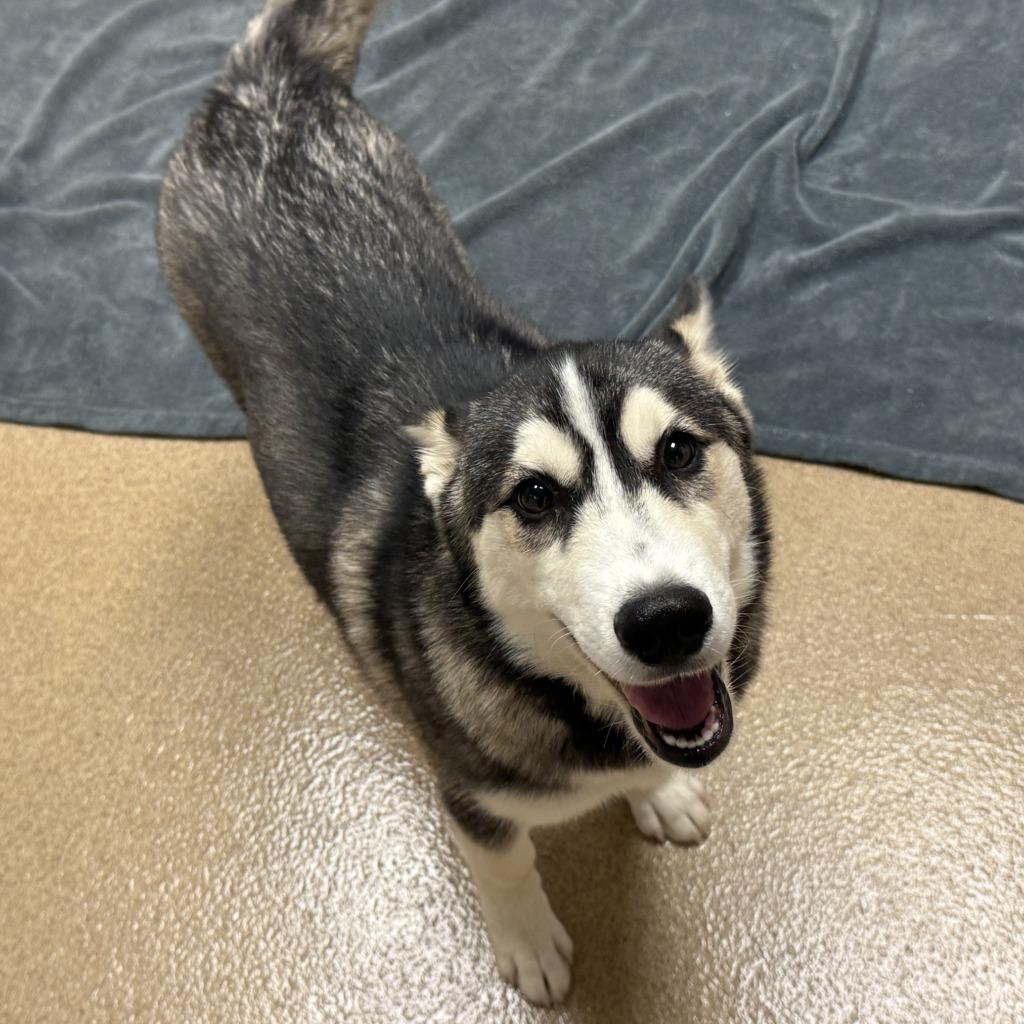 Enlarge Toad, a Adoptable Husky in Brenham, TX image 6/6