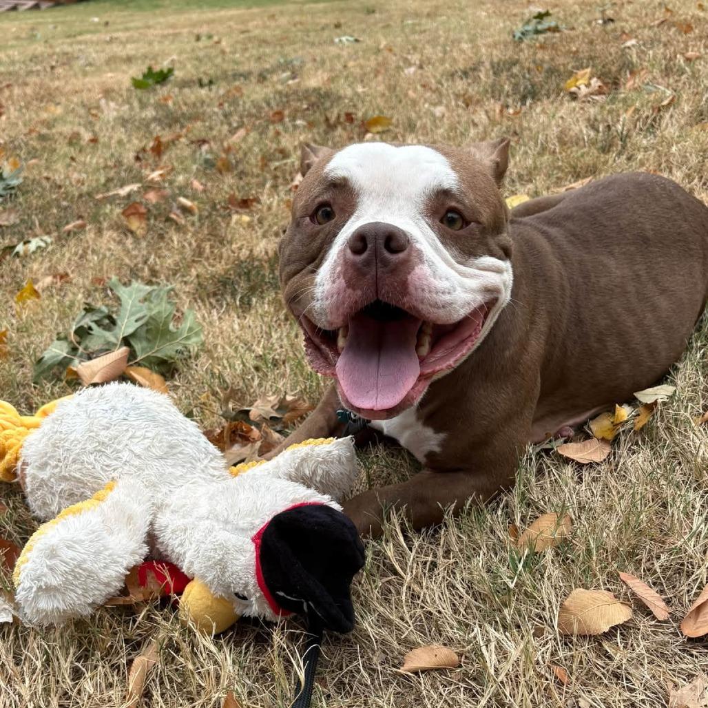 Sweet Cream, Adoptable, Adult Female Staffordshire Bull Terrier.