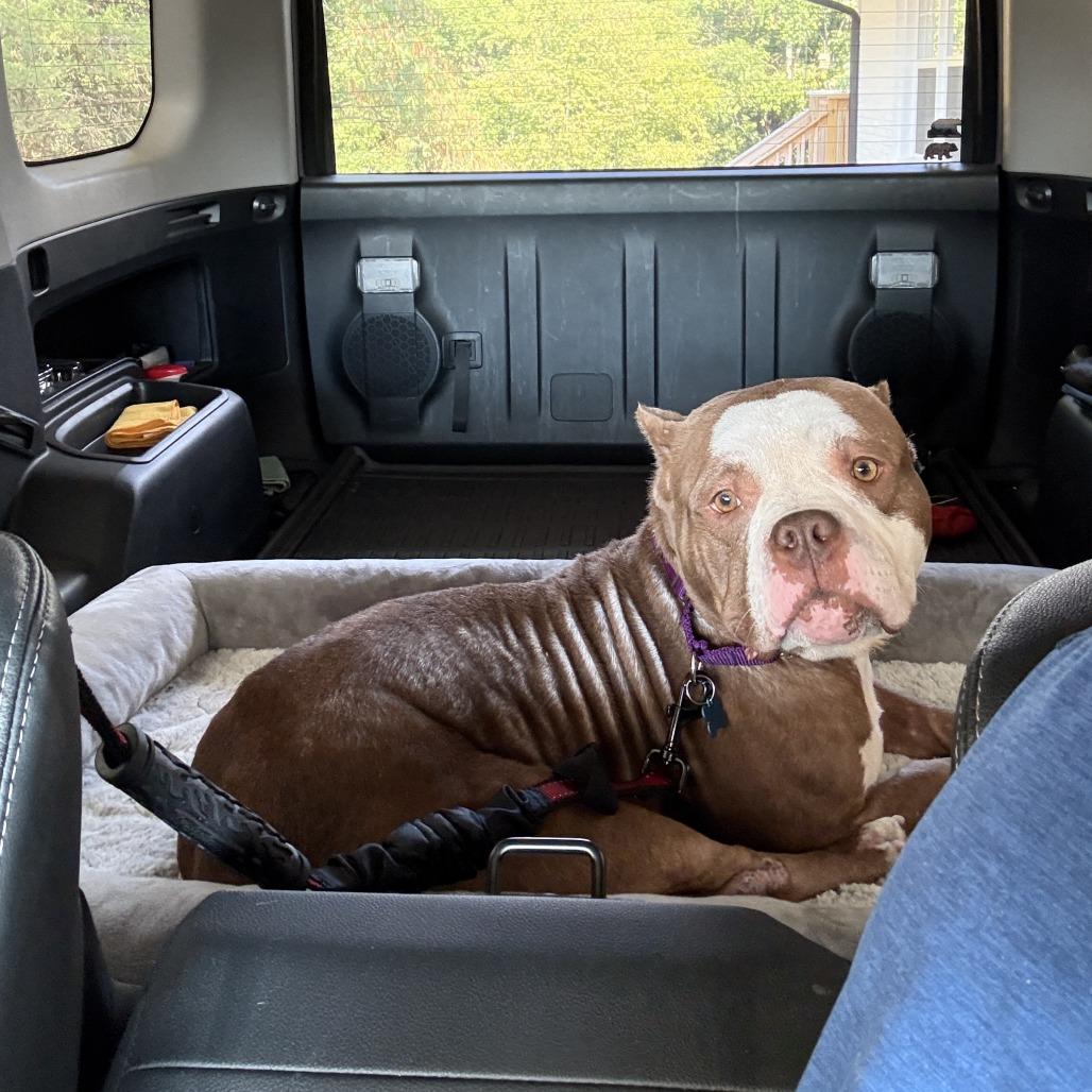Enlarge Sweet Cream, a Adoptable Staffordshire Bull Terrier in Nashville, TN image 2/4