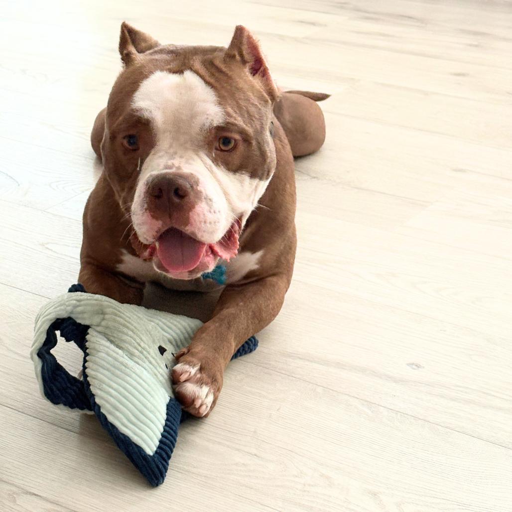 Enlarge Sweet Cream, a Adoptable Staffordshire Bull Terrier in Nashville, TN image 3/4