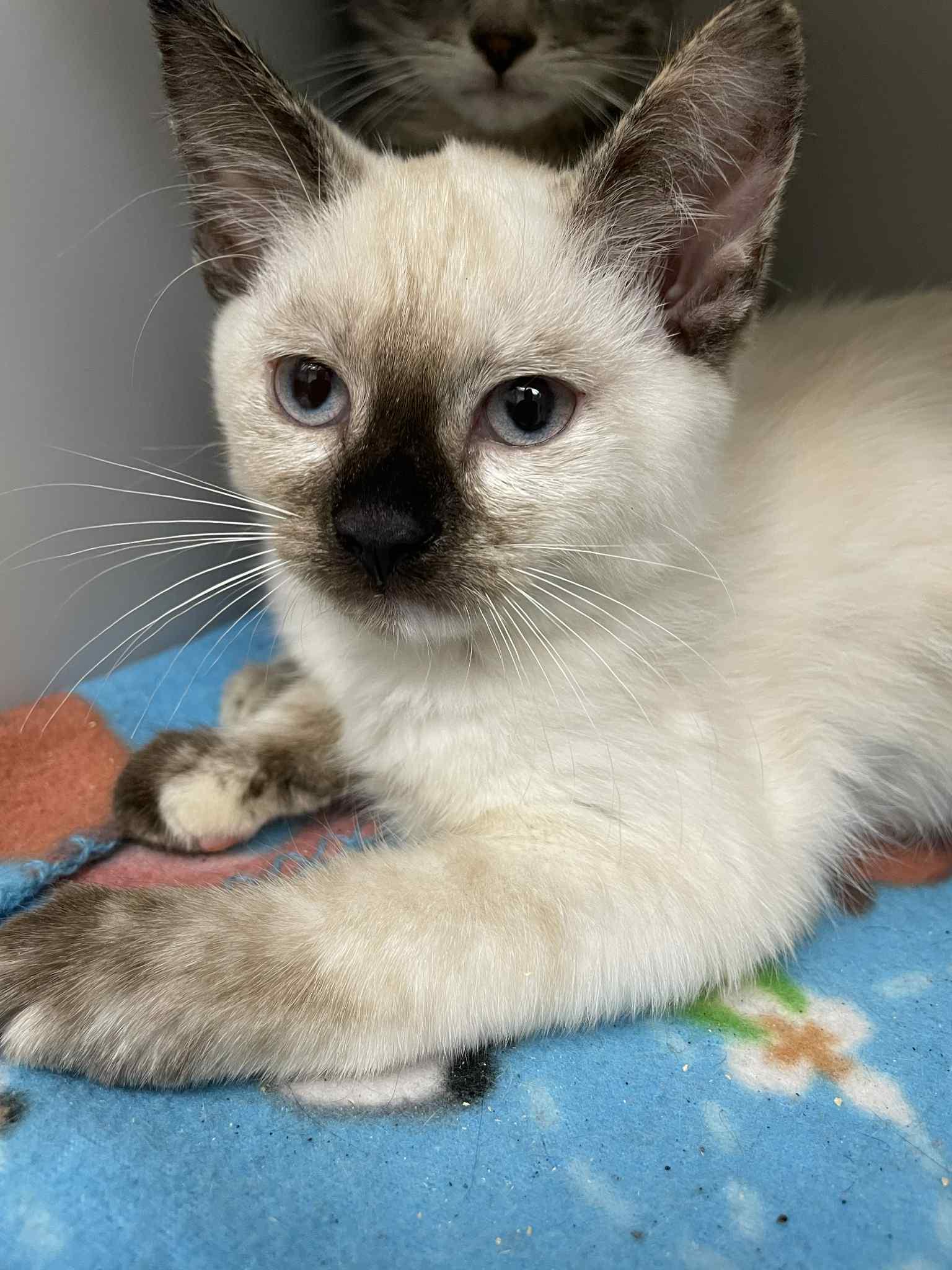 Enlarge Bastet, a Adopted Siamese in Covington, VA image 1/1