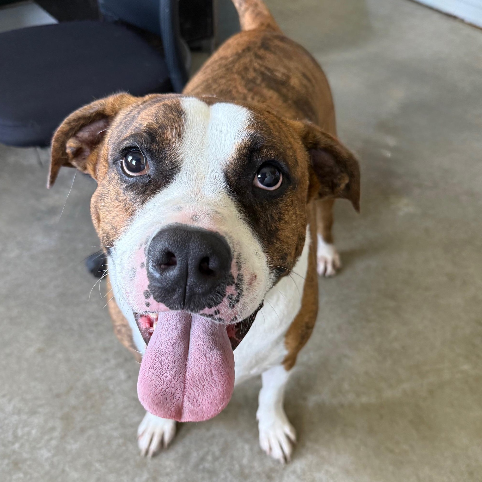 Aries, a Adoptable mixed breed in Albany, MO image 2/6