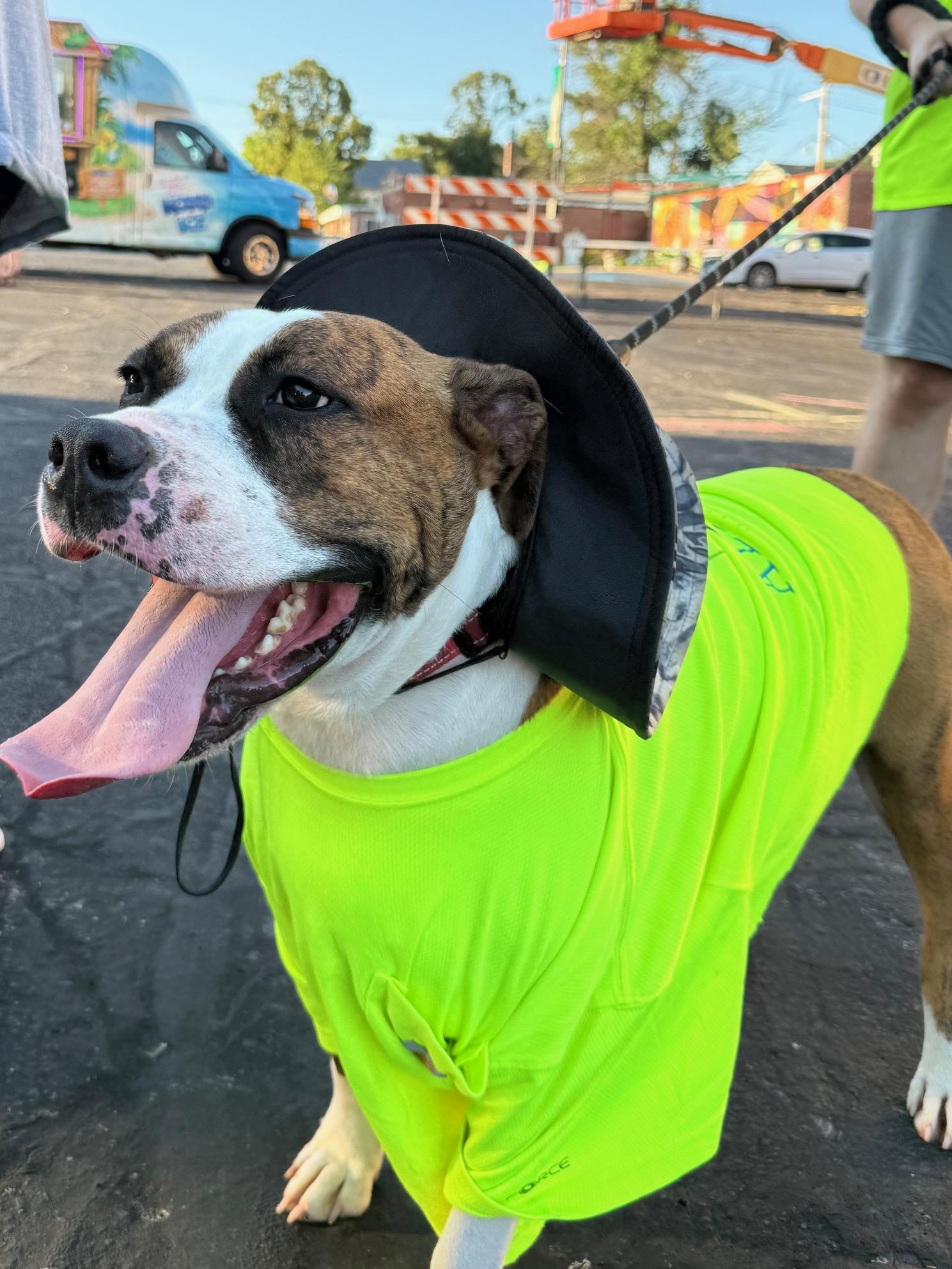 Aries, an adoptable American Staffordshire Terrier, American Bulldog in Albany, MO, 64402 | Photo Image 3