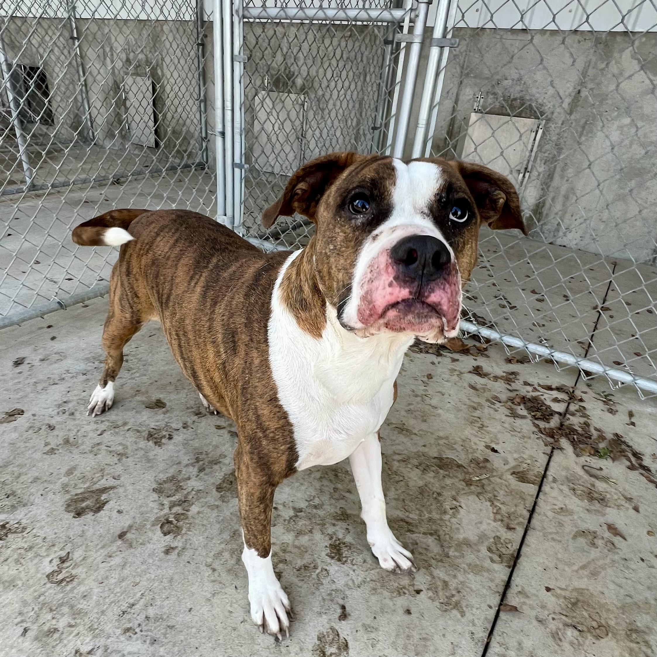 Aries, Adult Male American Staffordshire Terrier