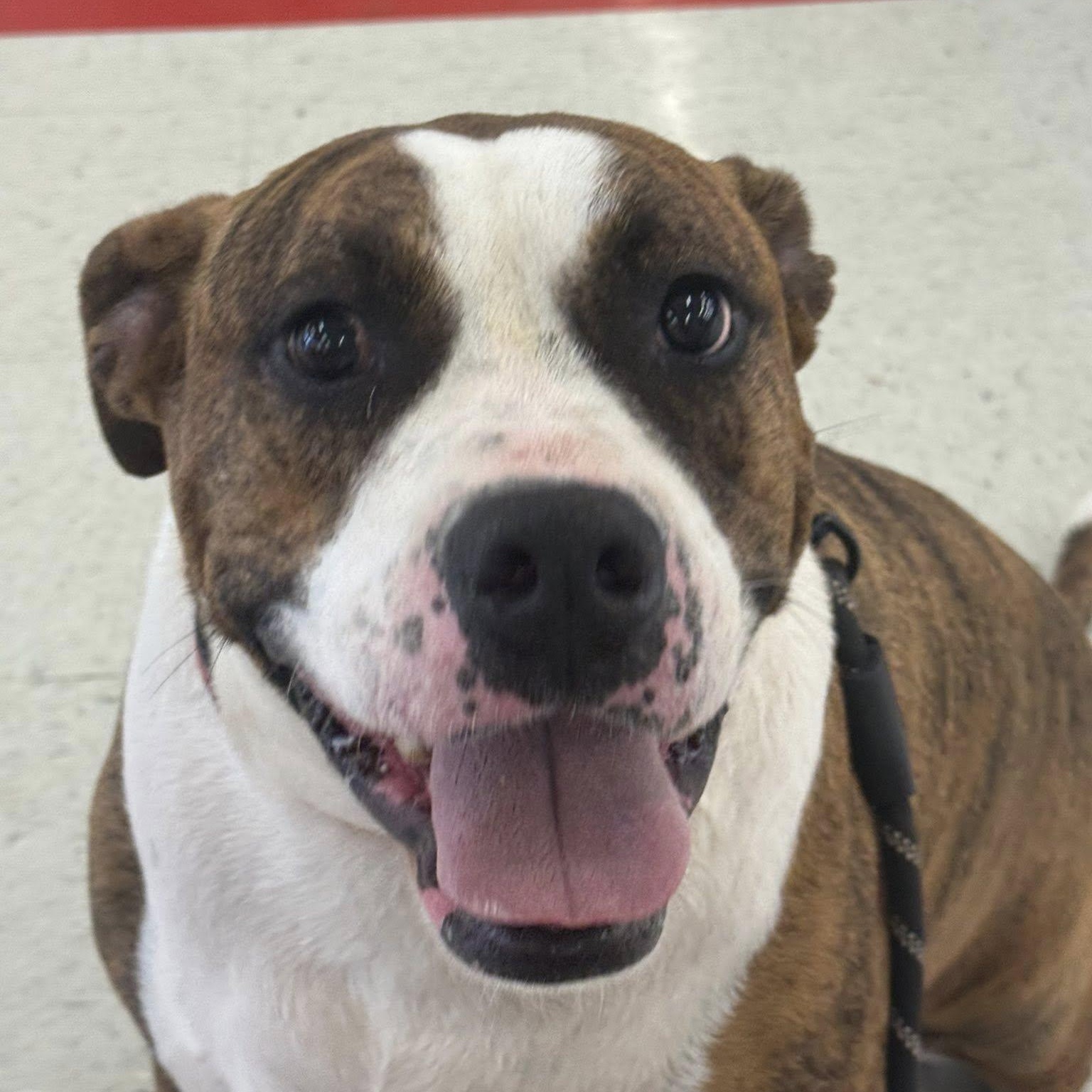 Aries, a Adoptable mixed breed in Albany, MO image 5/6