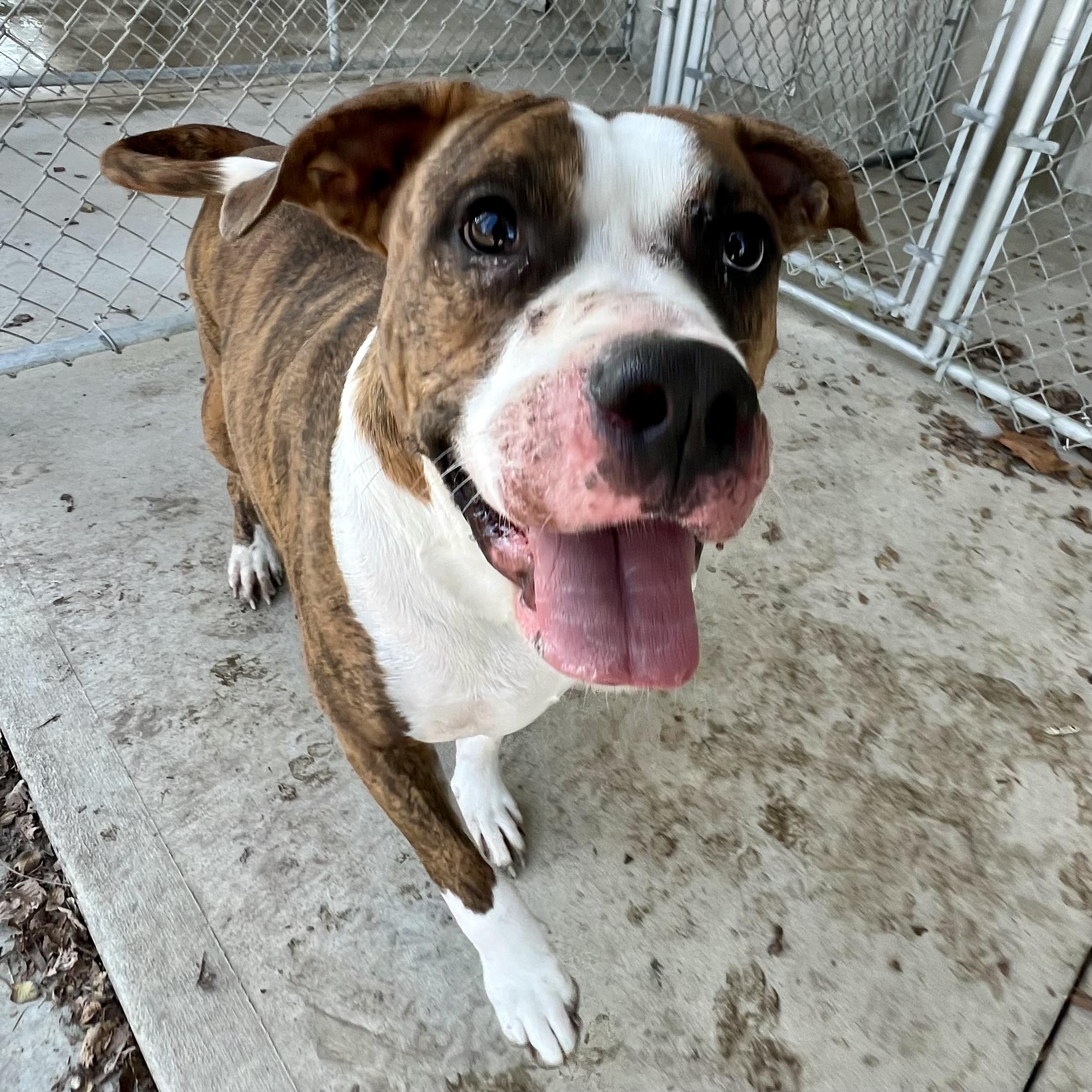 Aries, an adoptable American Staffordshire Terrier, American Bulldog in Albany, MO, 64402 | Photo Image 6