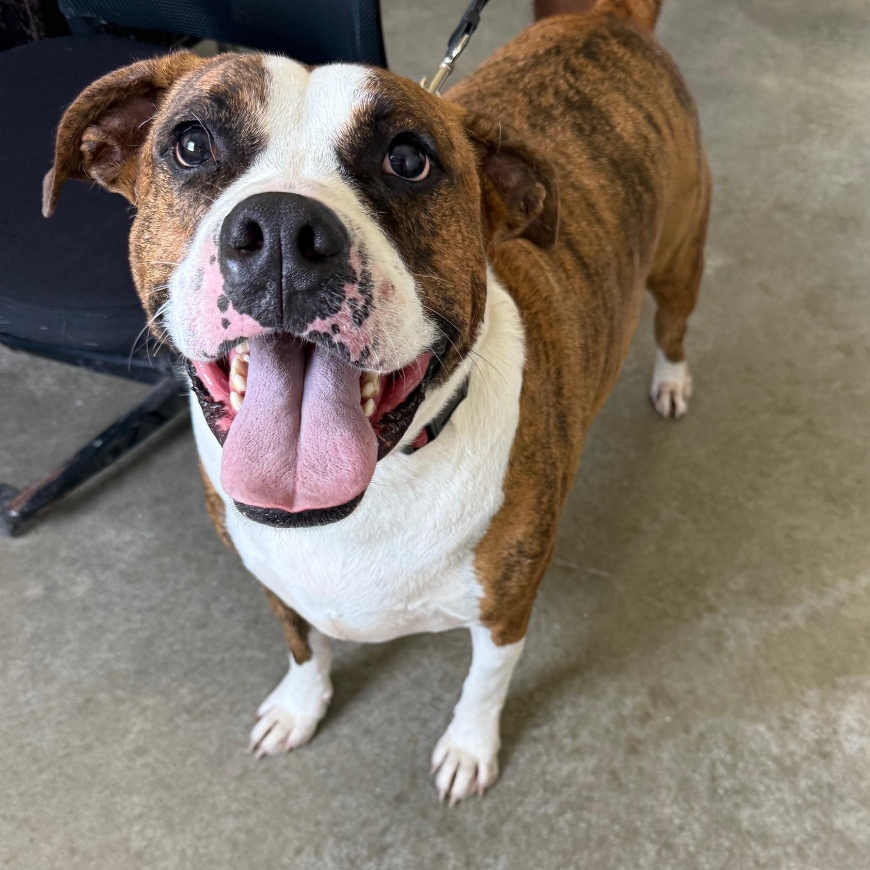 Aries, an adoptable American Staffordshire Terrier, American Bulldog in Albany, MO, 64402 | Photo Image 1