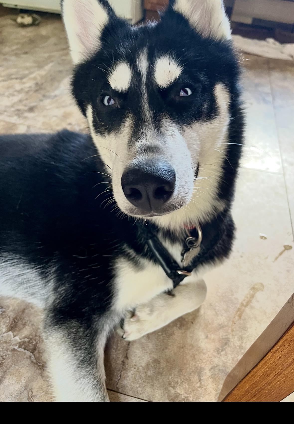 Milo, a Adoptable Husky in York, PA image 2/4