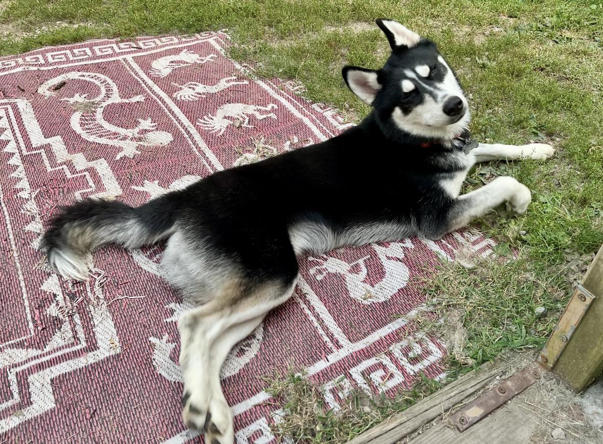 Milo, a Adoptable Husky in York, PA image 3/4