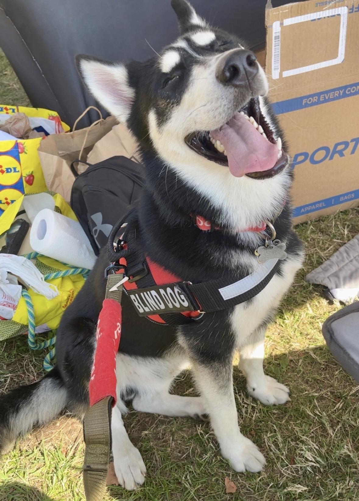 Milo, a Adoptable Husky in York, PA image 4/4