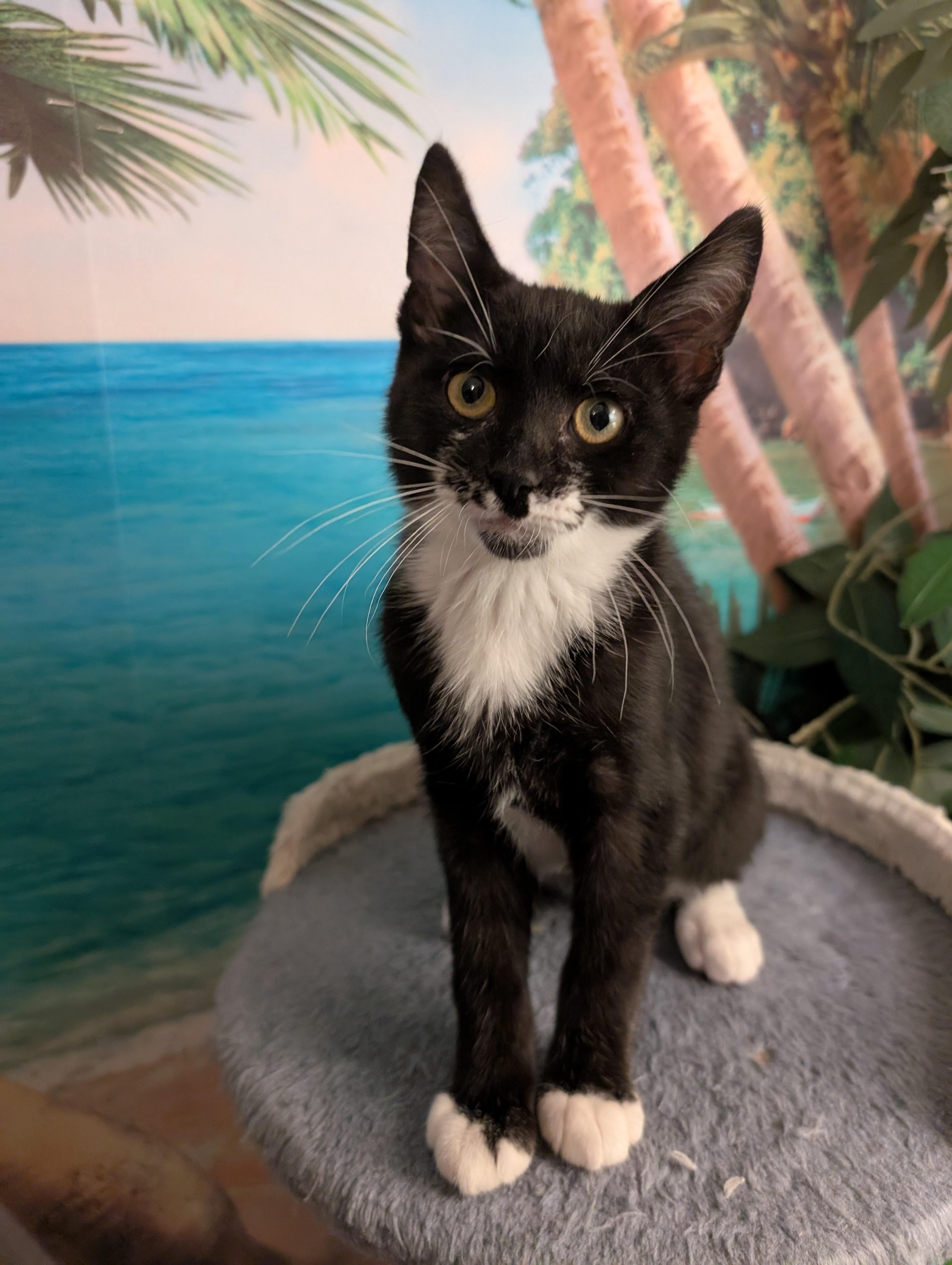 Baja, a ADOPTABLE mixed breed in Beaverton, OR image 1/5