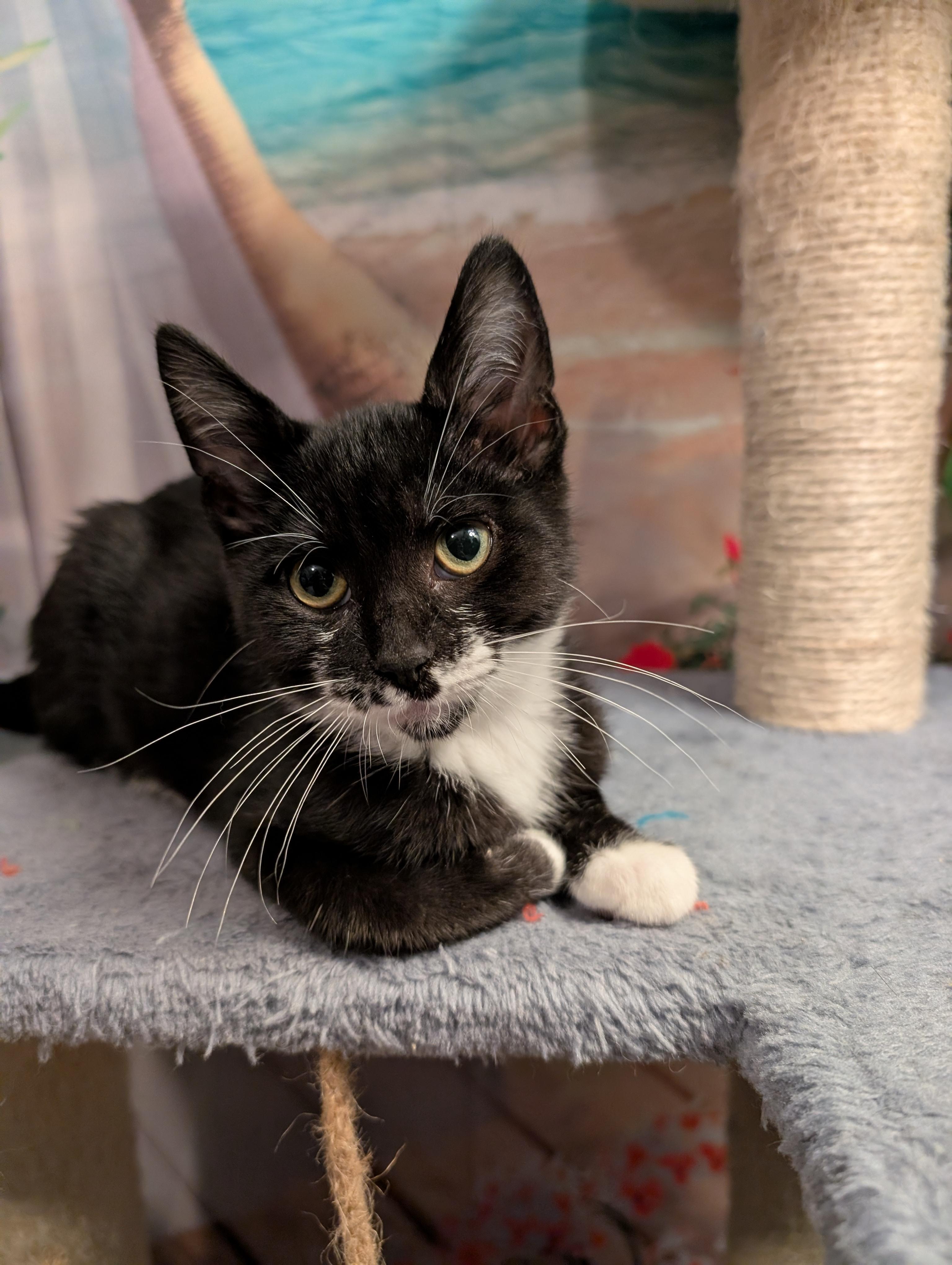 Baja, a ADOPTABLE mixed breed in Beaverton, OR image 2/5