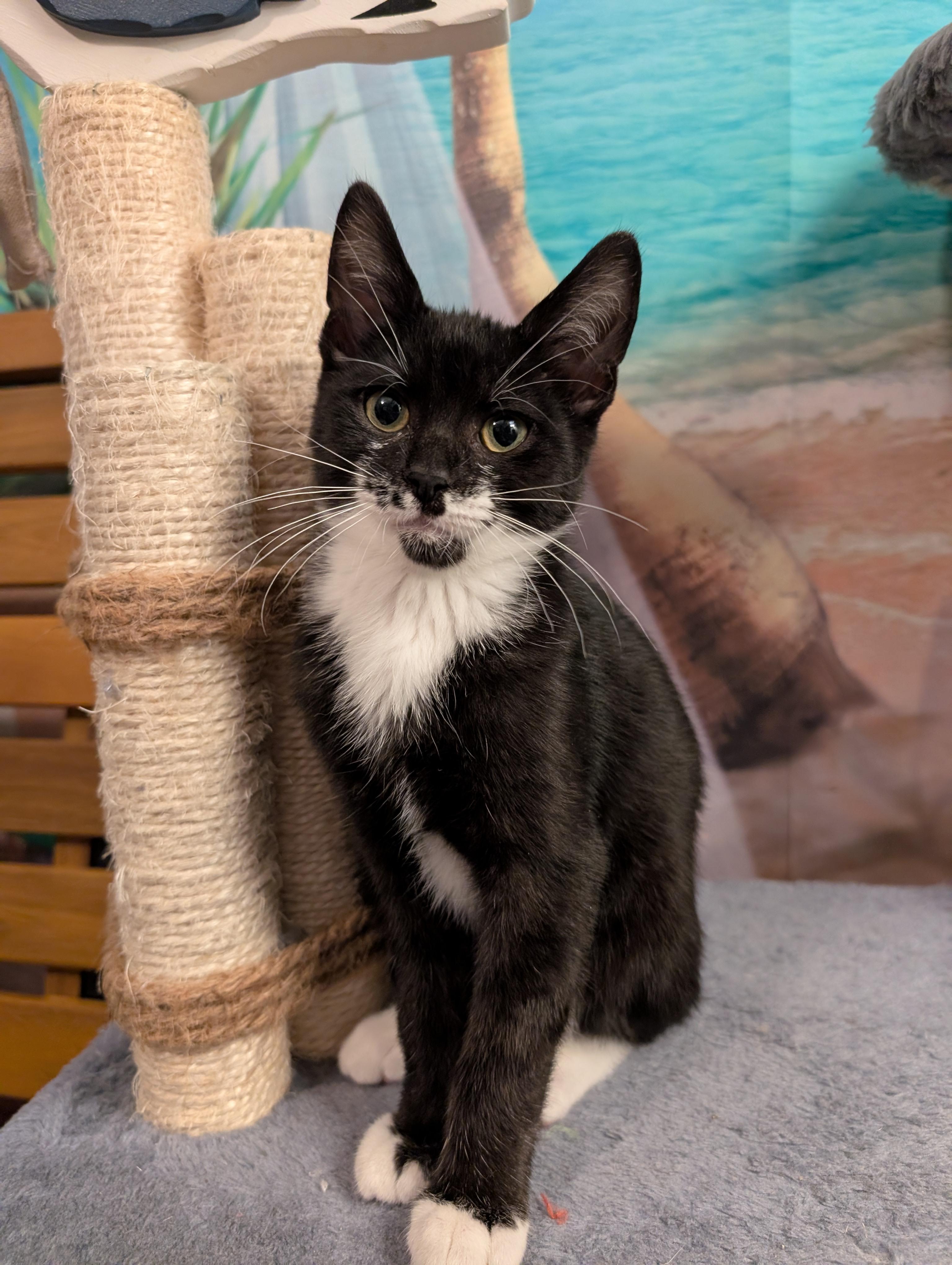 Baja, a ADOPTABLE mixed breed in Beaverton, OR image 3/5