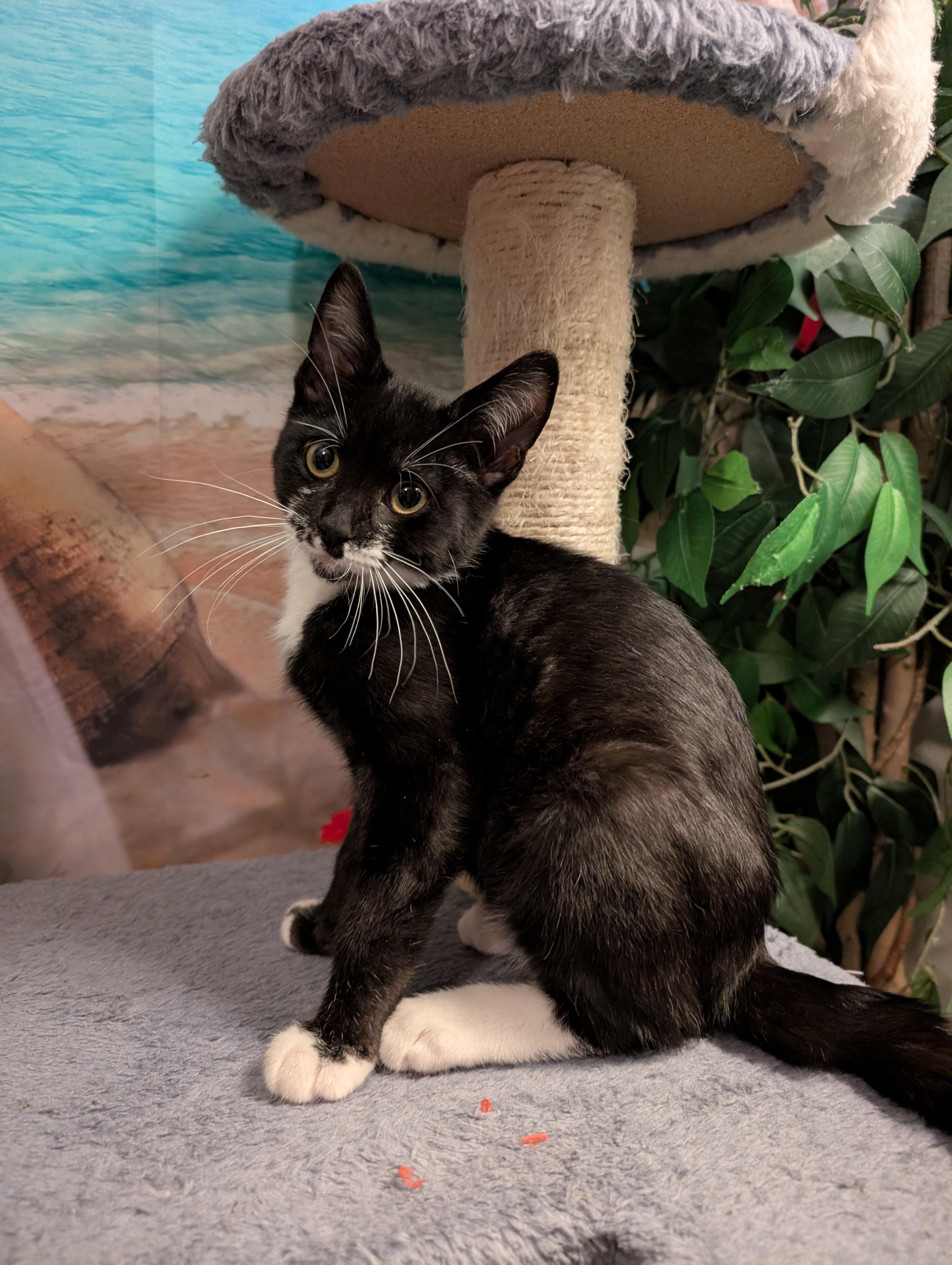 Baja, a ADOPTABLE mixed breed in Beaverton, OR image 4/5