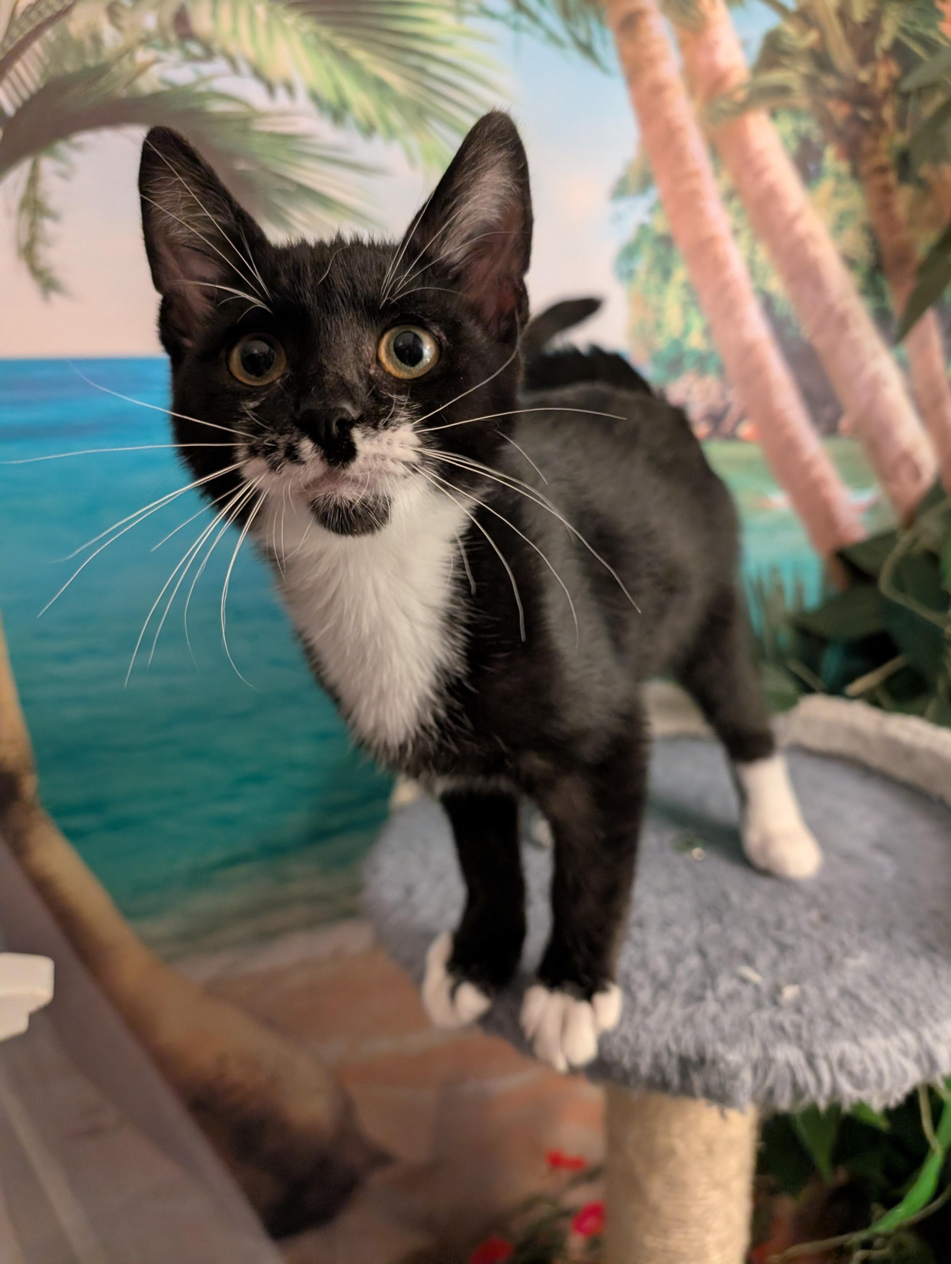 Baja, a ADOPTABLE mixed breed in Beaverton, OR image 5/5