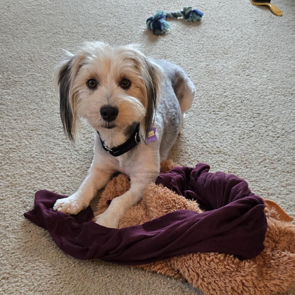 Cesar Chavez, Adoptable, Young Female Mixed Breed.