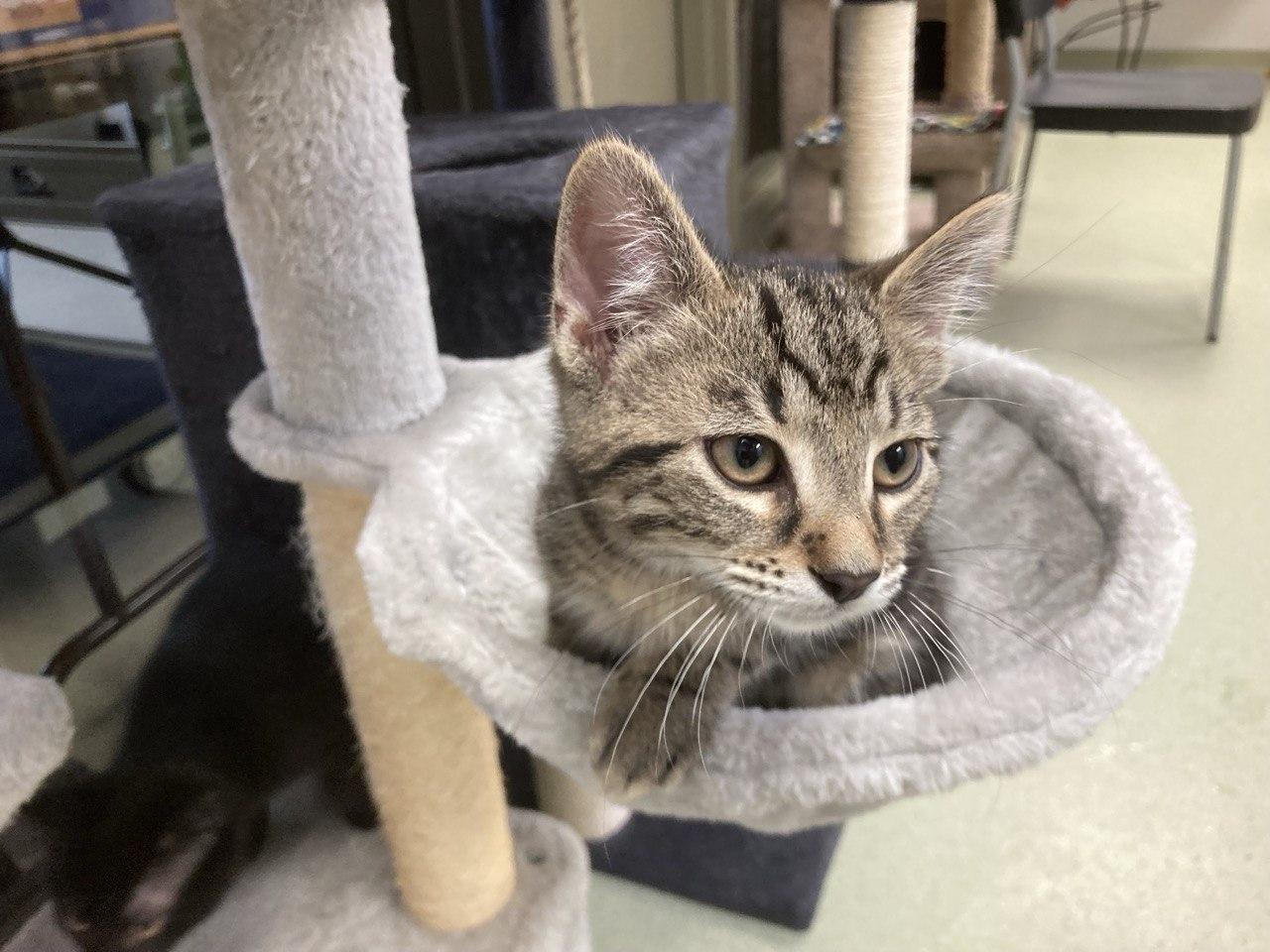 KITTENS - Spice Litter, an adopted Domestic Medium Hair in Cincinnati, OH image 5/5
