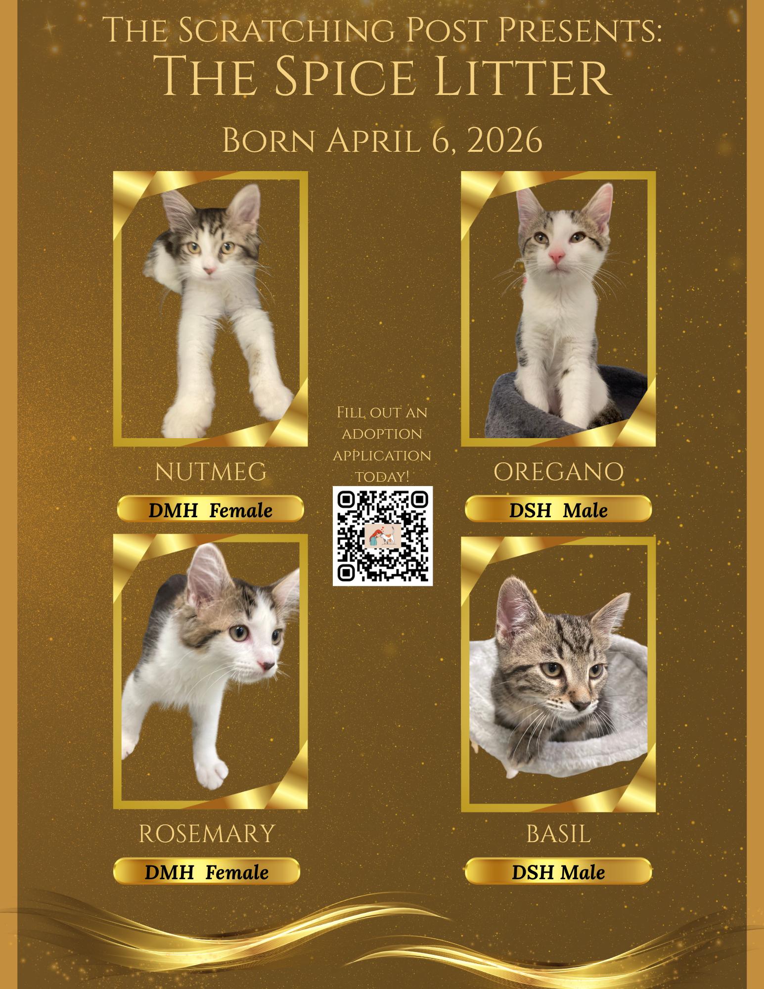 KITTENS - Spice Litter, an adopted Domestic Medium Hair in Cincinnati, OH image 1/5