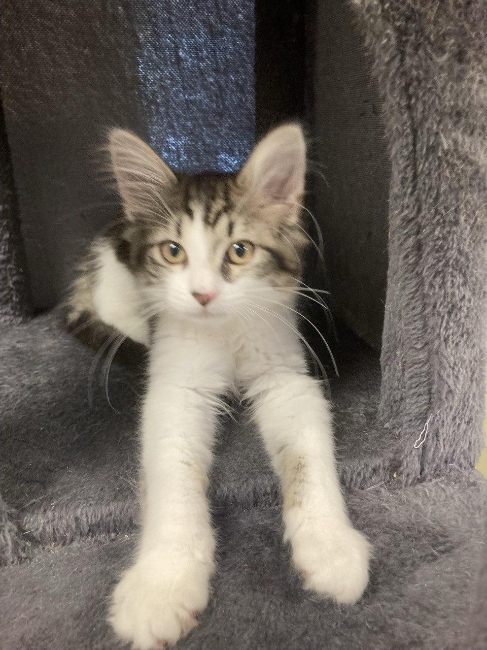 KITTENS - Spice Litter, an adopted Domestic Medium Hair in Cincinnati, OH image 3/5