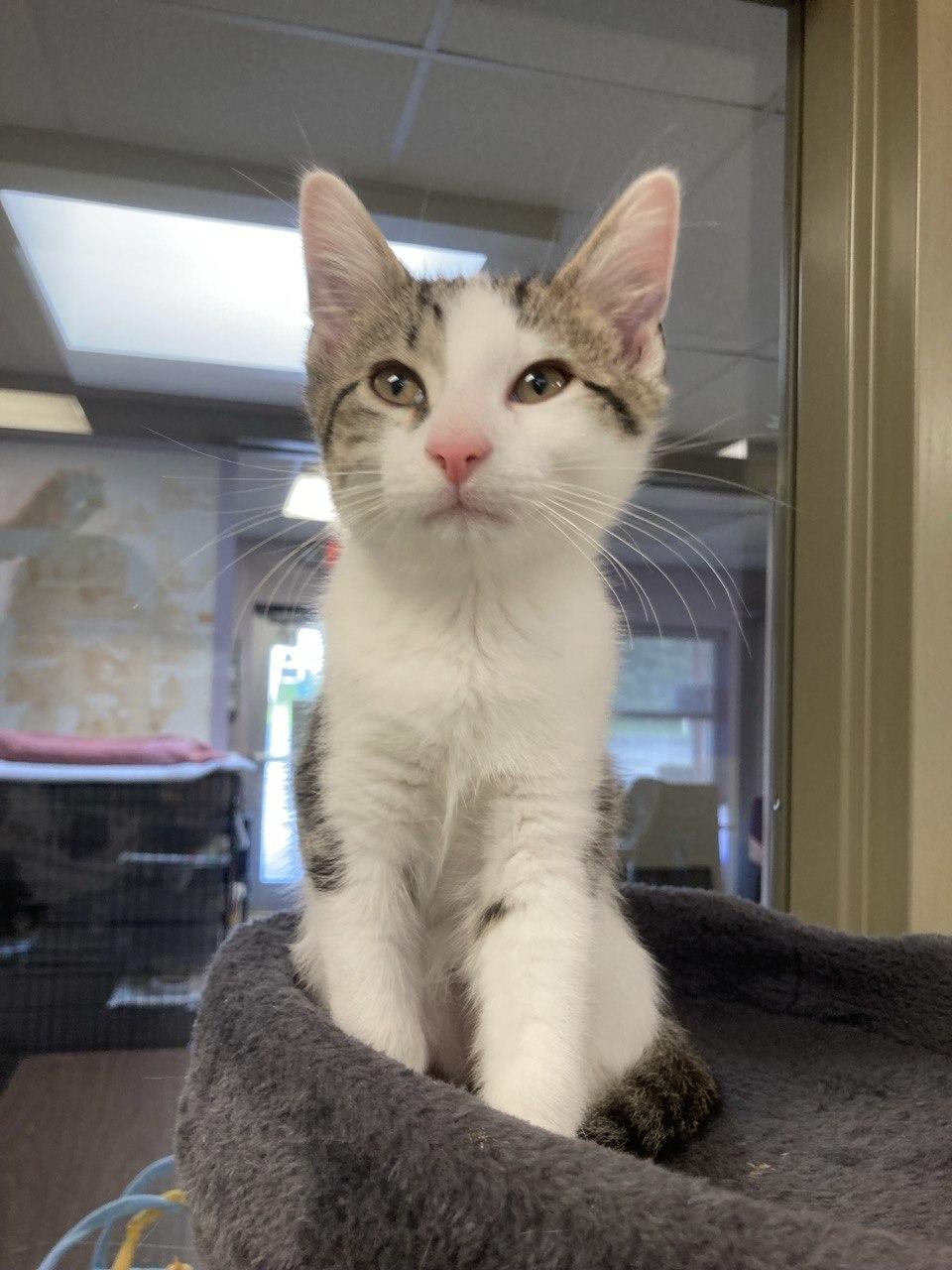 KITTENS - Spice Litter, an adopted Domestic Medium Hair in Cincinnati, OH image 2/5