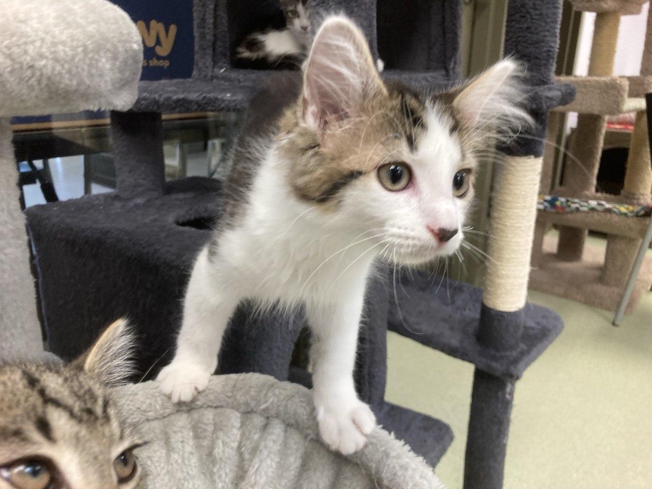 KITTENS - Spice Litter, an adopted Domestic Medium Hair in Cincinnati, OH image 4/5