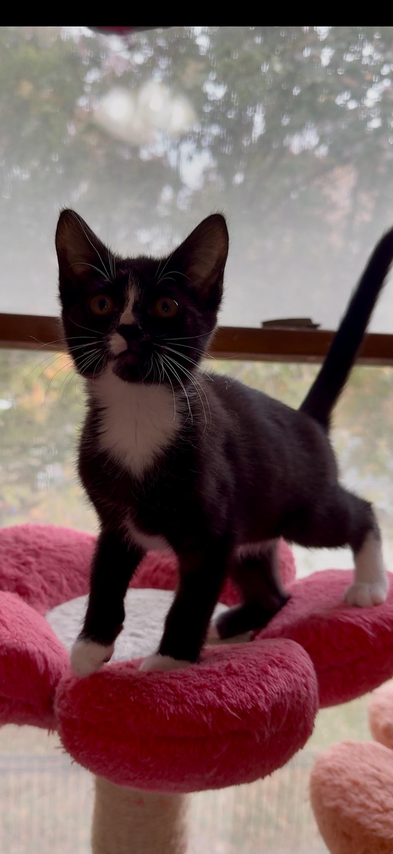 Twilight, a ADOPTABLE mixed breed in Hartville, OH image 1/3