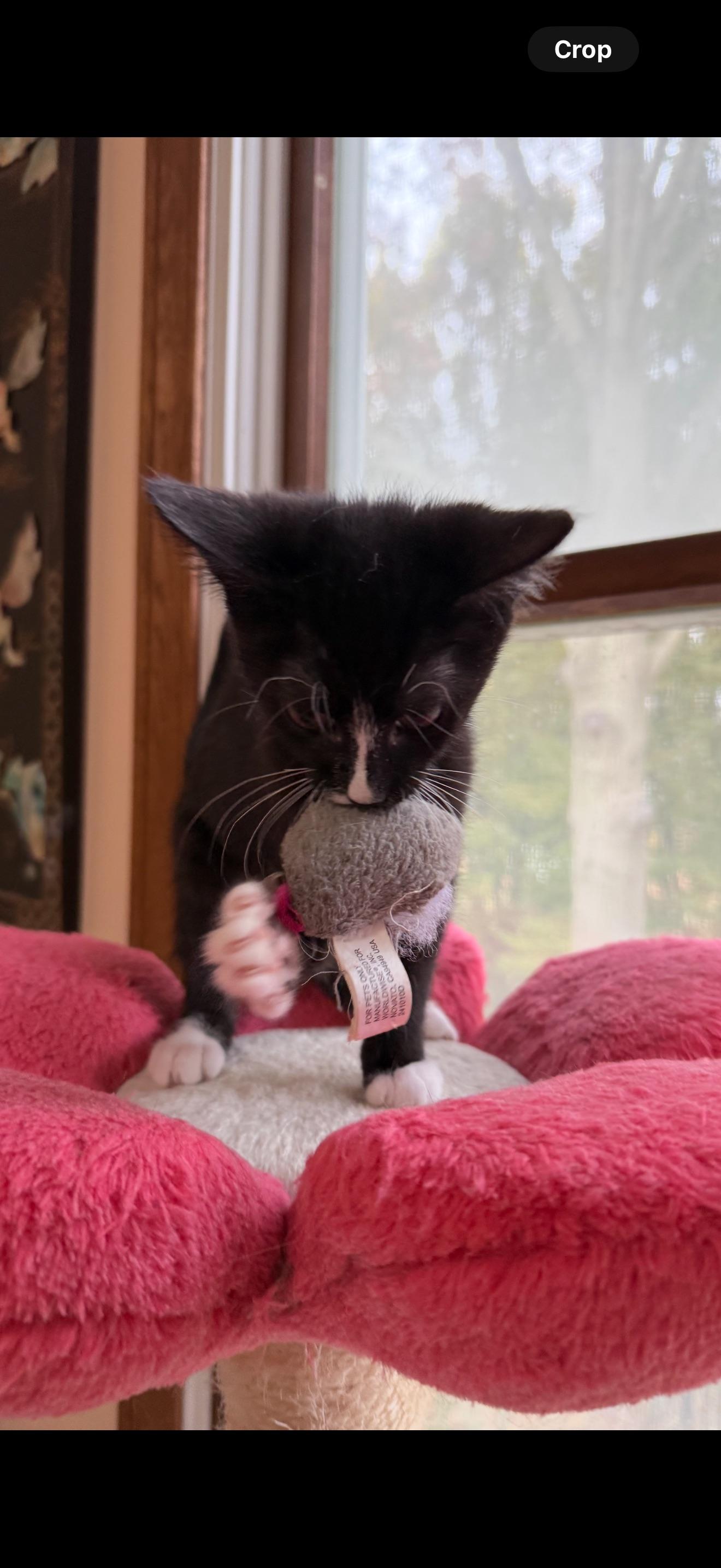 Twilight, a ADOPTABLE mixed breed in Hartville, OH image 2/3