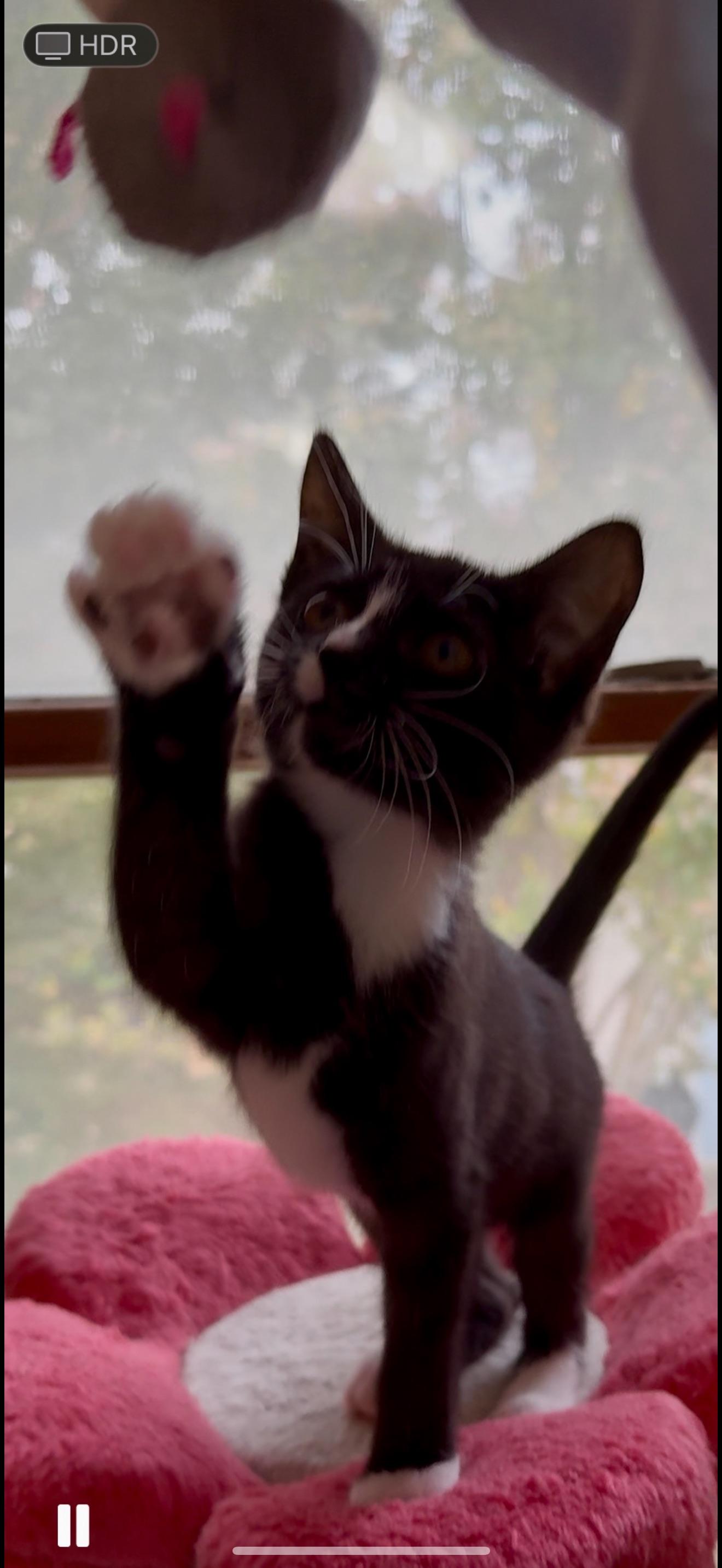 Twilight, a ADOPTABLE mixed breed in Hartville, OH image 3/3