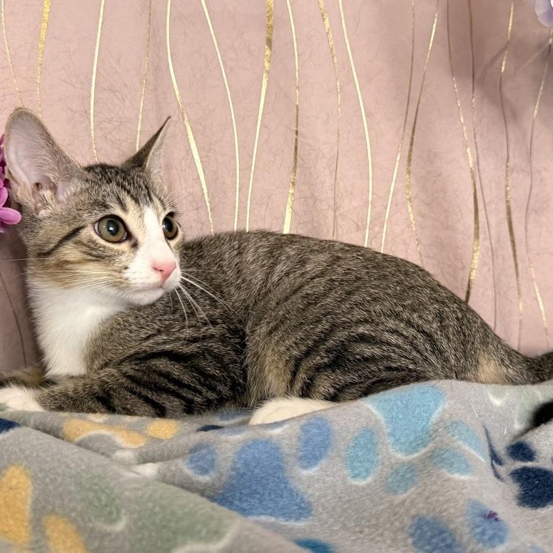 Enlarge Cyro, a Adoptable Domestic Short Hair in Claremont, NH image 5/5