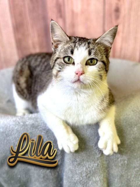 Lila, ADOPTABLE, Young Female Domestic Short Hair.