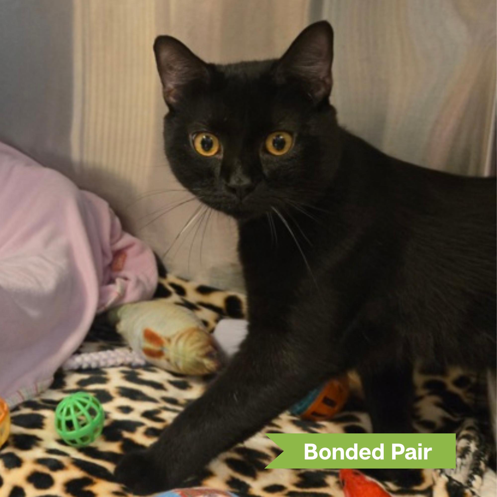 Sunny (Bonded with Aspen), adopted, Young Male Domestic Short Hair.