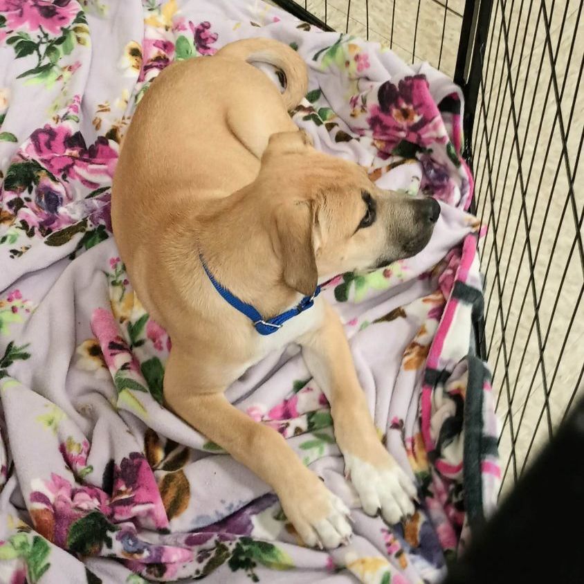 Hades, Adopted, Puppy Male American Staffordshire Terrier.