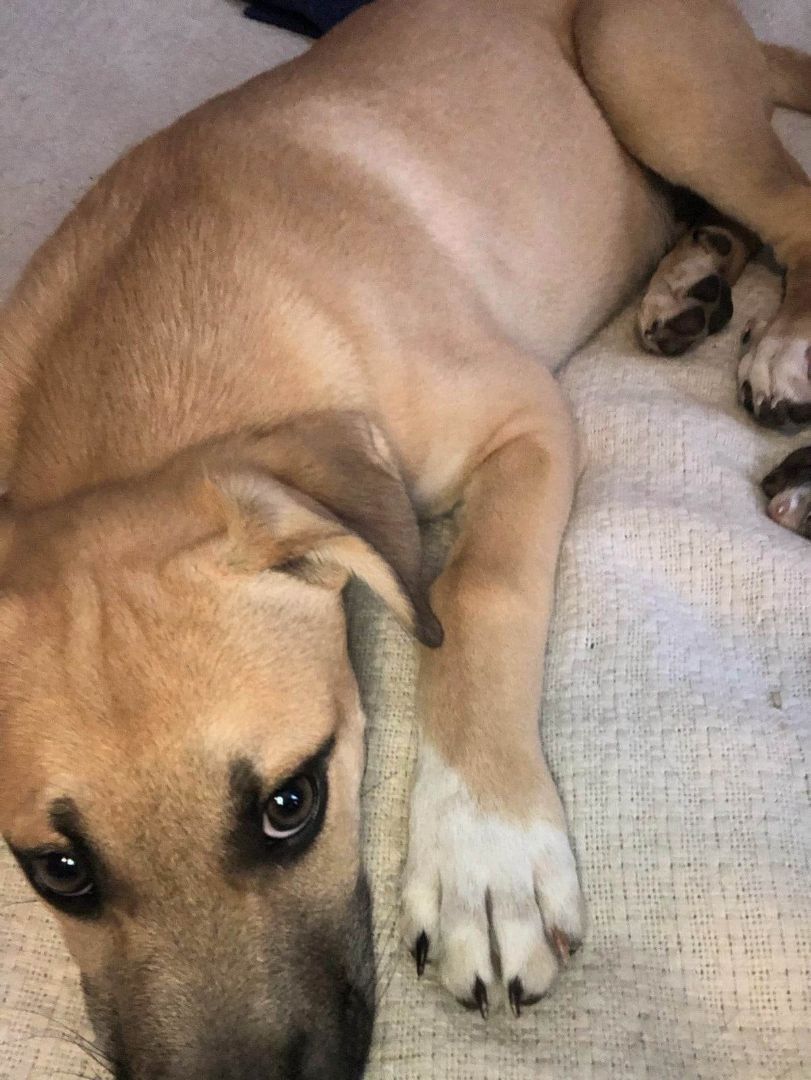 Hades, a Adopted American Staffordshire Terrier in Flint, MI image 2/12