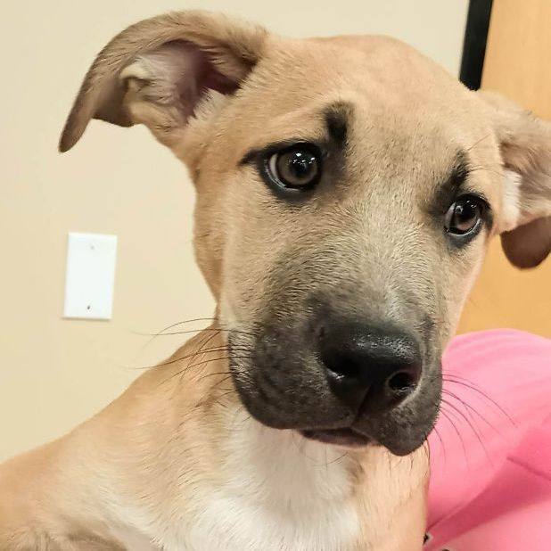 Hades, a Adopted American Staffordshire Terrier in Flint, MI image 3/12