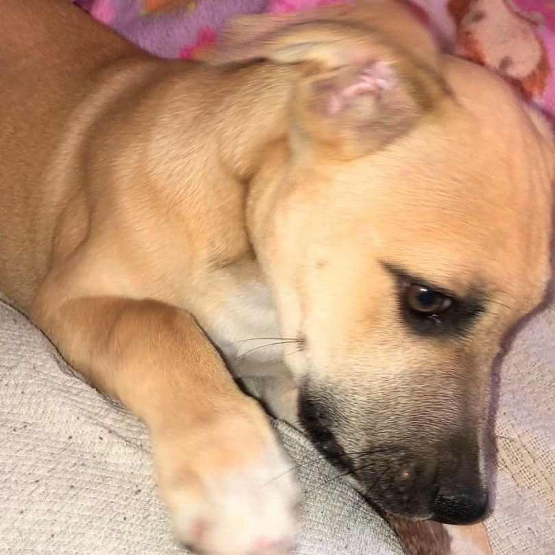 Hades, a Adopted American Staffordshire Terrier in Flint, MI image 4/12