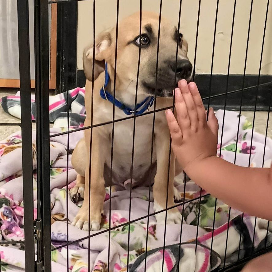 Hades, a Adopted American Staffordshire Terrier in Flint, MI image 5/12