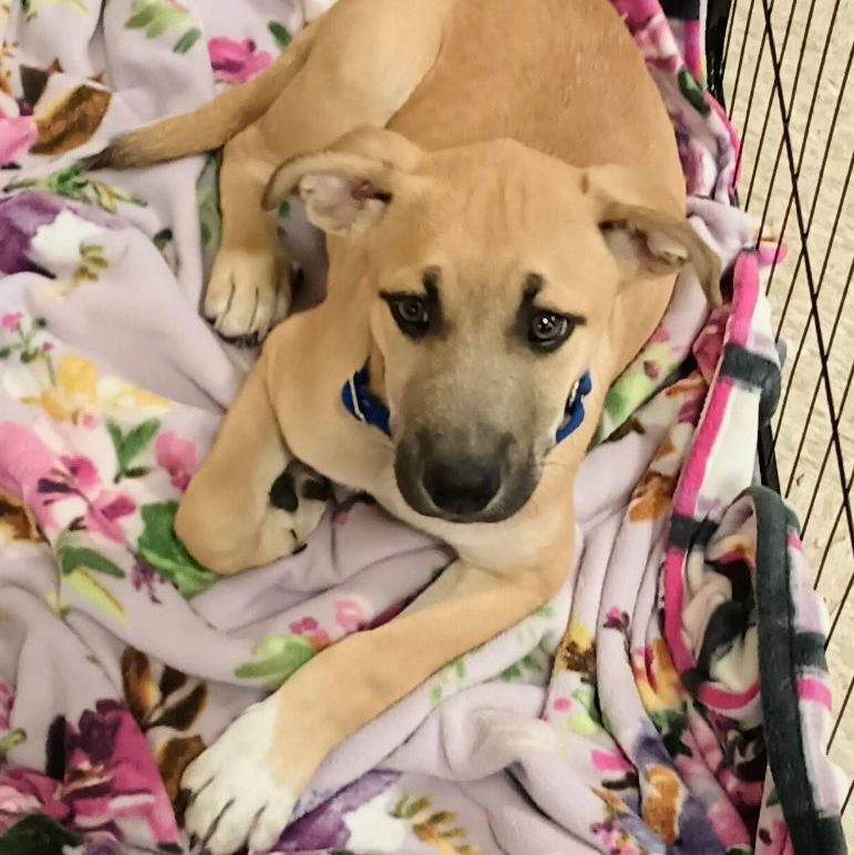 Hades, a Adopted American Staffordshire Terrier in Flint, MI image 6/12