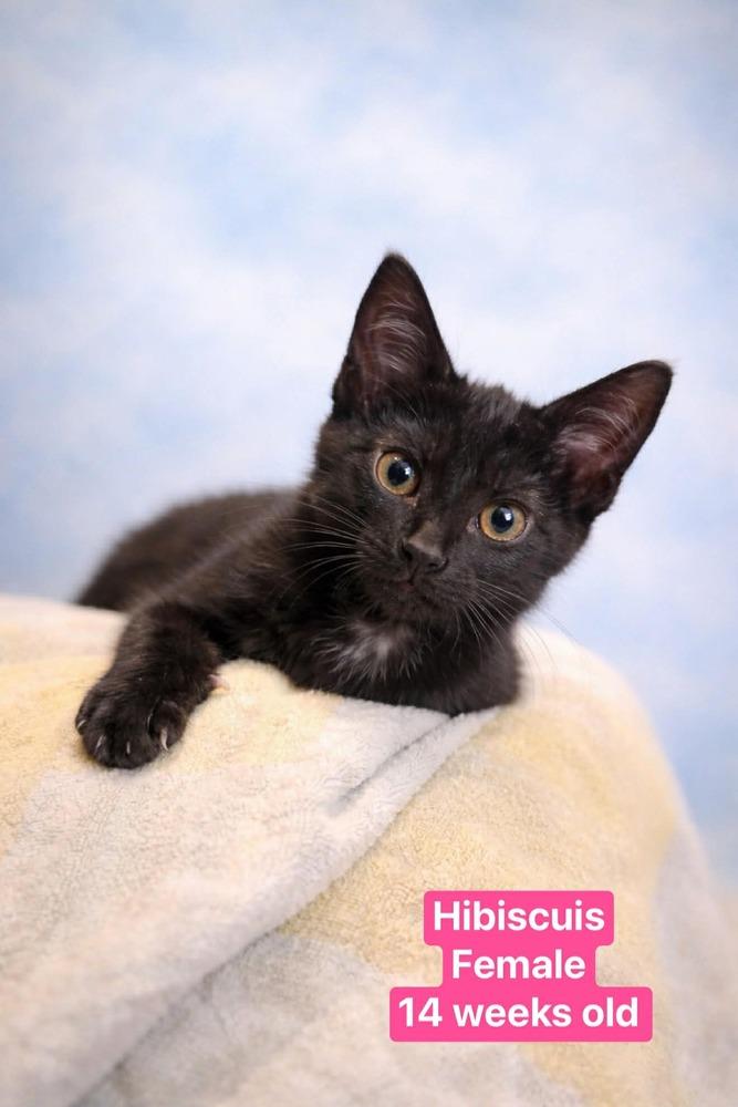 Hibiscus, Adoptable, Kitten Female Domestic Short Hair.